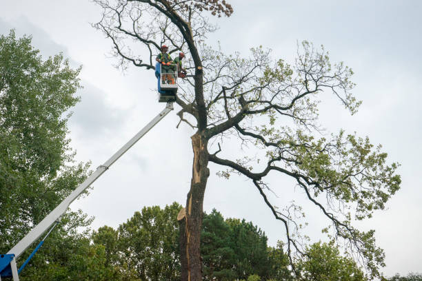 Best Leaf Removal  in Moyie Springs, ID