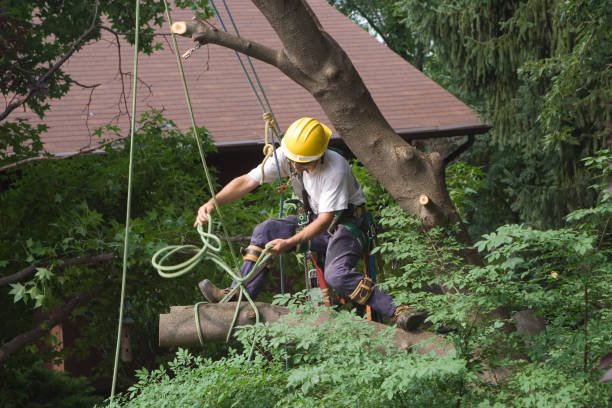 How Our Tree Care Process Works  in  Moyie Springs, ID