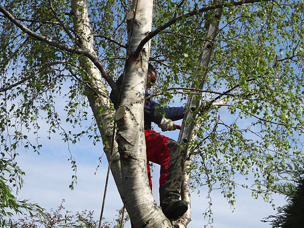 Best Stump Grinding and Removal  in Moyie Springs, ID